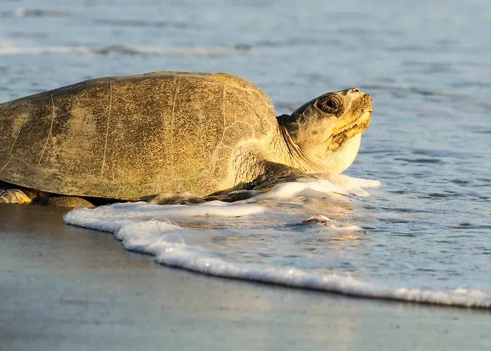 Malayka * Playa Bejuco (Guanacaste)